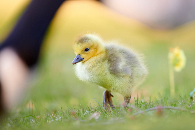 Ein junges Graugansküken steht auf grünem Gras im Park.