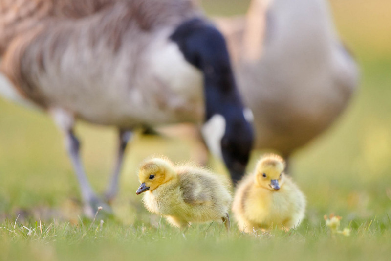 Zwei Kanadagans-Küken im Gras, unscharfer Hintergrund mit erwachsenem Gans.