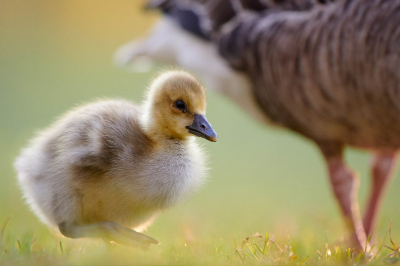 Ein junges Graugansküken steht auf einer grünen Wiese im Sonnenlicht.