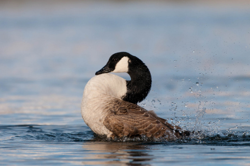 Eine Kanadagans, die im Wasser badet und Wasser spritzt.