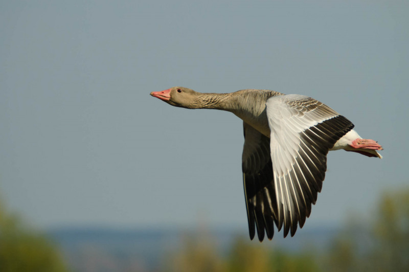 Graugans (Anser anser) fliegend vor unscharfem Hintergrund, seitliche Ansicht.