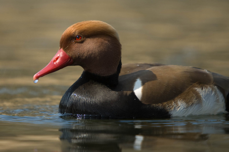 Männliche Kolbenente mit rotem Schnabel schwimmt auf ruhigem Wasser.