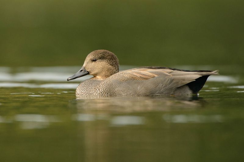 Eine Schnatterente schwimmt im ruhigen Wasser mit einem satten grünen Hintergrund.