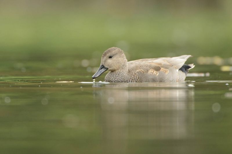 Schnatterente schwimmt auf einem ruhigen Gewässer.