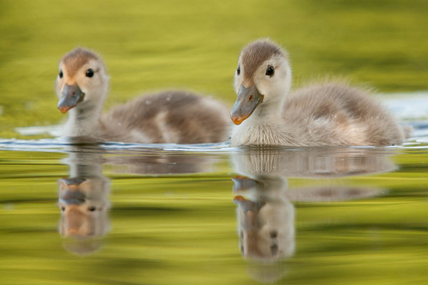 Zwei junge Kolbenenten schwimmen im ruhigen Wasser nebeneinander.