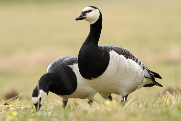 Zwei Weißwangengänse suchen auf einer grünen Wiese nach Nahrung.