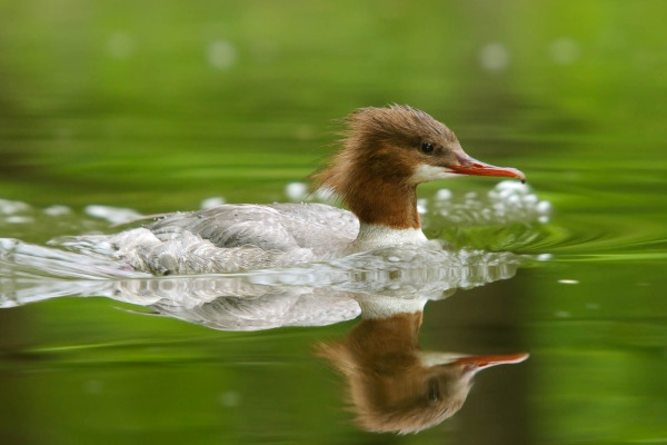 Weiblicher Gänsesäger schwimmt im ruhigen Wasser, umgeben von grünem Hintergrund.