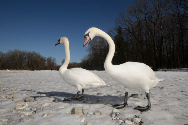 Zwei Höckerschwäne auf schneebedecktem Boden vor einem Wald.