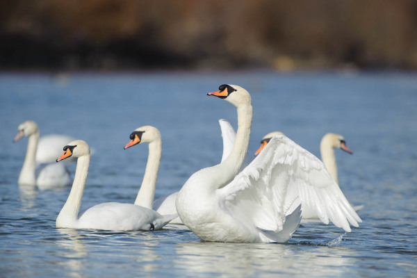 Eine Gruppe von Höckerschwänen schwimmt auf einem ruhigen Gewässer.