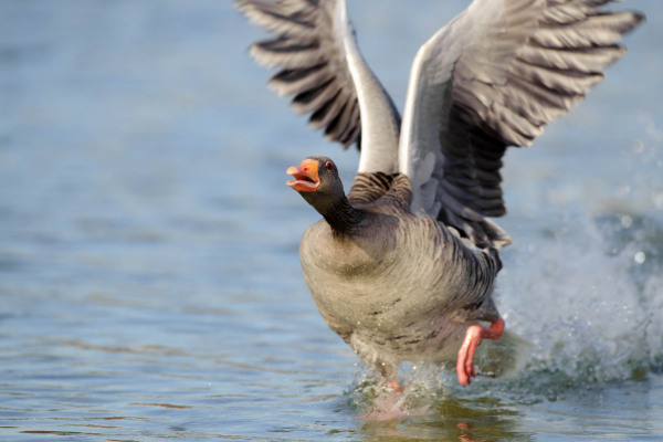 Graugans startet mit gespreizten Flügeln von der Wasseroberfläche.