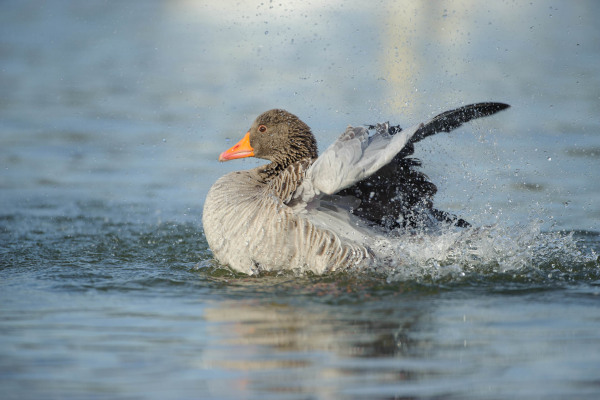 Graugans entfaltet Flügel mit spritzendem Wasser beim Abheben.