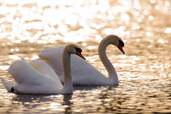 Zwei Höckerschwäne schwimmen im goldenen Licht auf einem Gewässer.