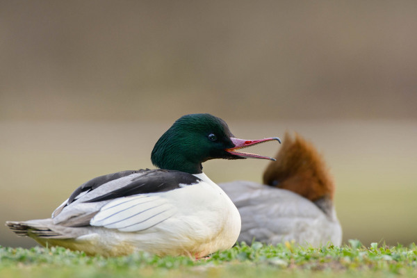 Gänsesägerpaar auf einer Wiese am Gewässer, Männchen im Vordergrund