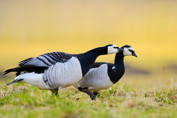 Zwei Weißwangengänse schreiten über eine grüne Wiese.