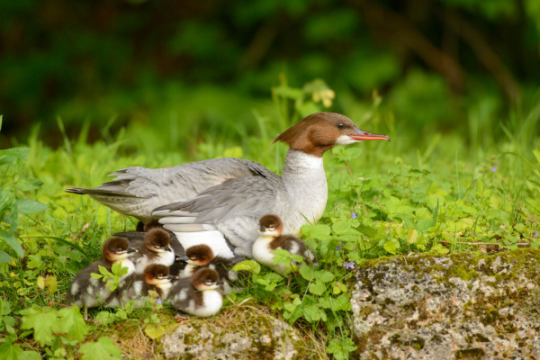 Gänsesäger mit Küken auf grünem Flussufer, umgeben von Pflanzen.