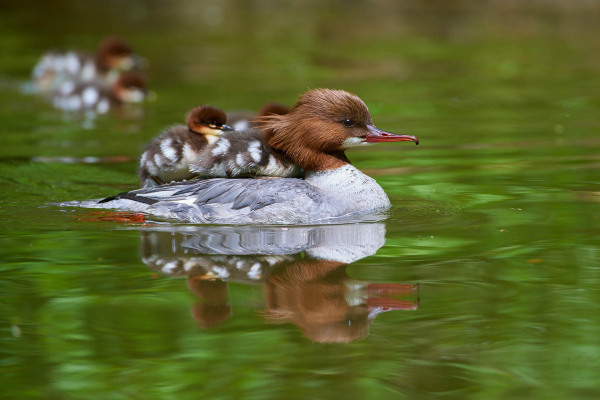 Ein weiblicher Gänsesäger trägt Küken auf dem Rücken auf einem See.