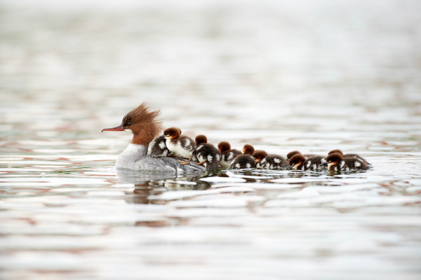 Gänsesäger mit mehreren Küken schwimmt auf einem See in geordneter Formation.