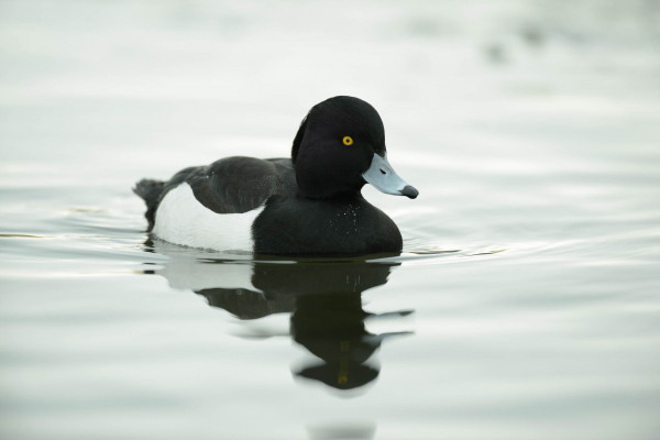 Männliche Reiherente mit charakteristischem schwarz-weißem Gefieder im Wasser