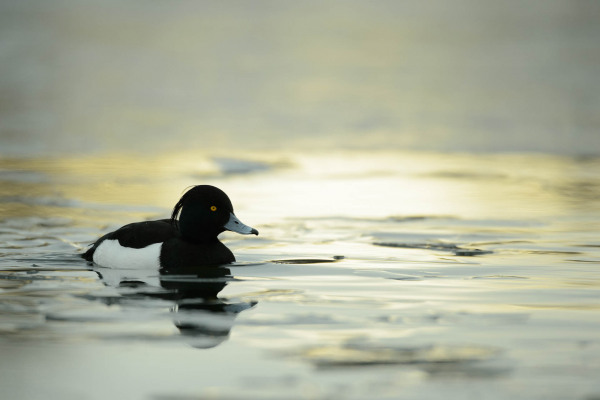 Reiherente mit schwarz-weißer Färbung schwimmt im ruhigen Wasser.