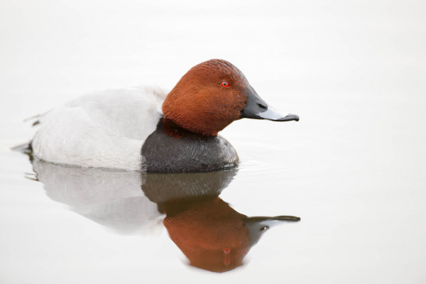Tafelente mit rotbraunem Kopf schwimmt in einem ruhigen Gewässer.