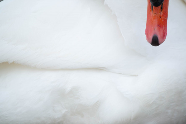 Nahaufnahme eines Höckerschwans mit weißem Gefieder und orangefarbenem Schnabel.