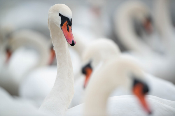 Mehrere Höckerschwäne schwimmen auf einem Gewässer.