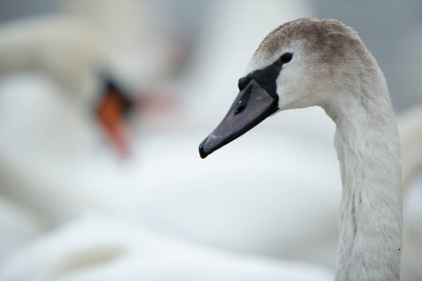 Nahaufnahme eines jungen Höckerschwans mit grauem Gefieder vor unscharfen Artgenossen.