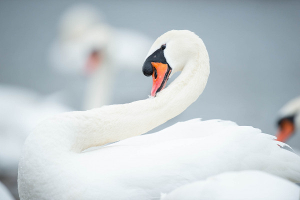 Ein Höckerschwan mit elegant gebogenem Hals auf einer Wasserfläche.