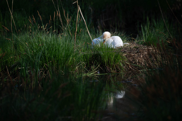 Ein Höckerschwan ruht im dichten Schilf an einem Gewässer.