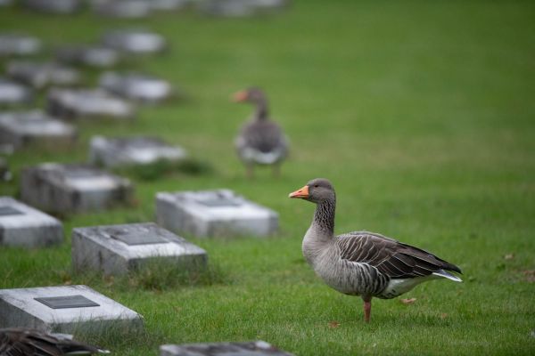 Graugans steht auf einem Rasen zwischen Grabsteinen.