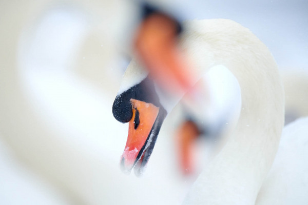 Nahaufnahme eines Höckerschwans mit orange-schwarzem Schnabel im Schnee.
