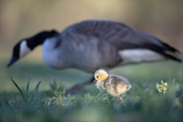 Ein gelbes Küken der Kanadagans neben einem adulten Vogel auf einer Wiese.