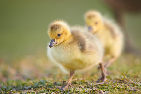 Ein junges Graugansküken steht im grünen Gras.