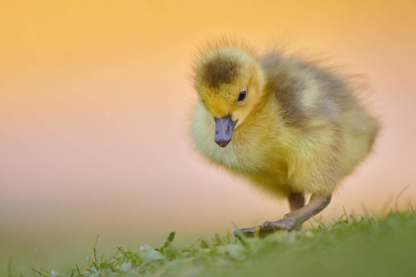 Ein Graugansküken läuft über Gras und erkundet seine Umgebung.
