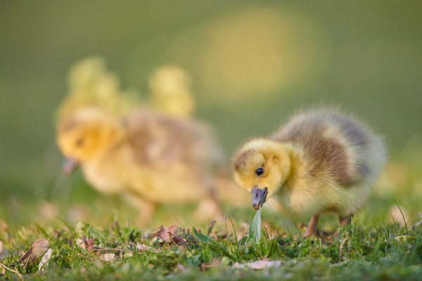 Zwei Graugansküken suchen auf einer Wiese nach Nahrung.