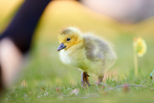 Ein junges Graugansküken steht auf grünem Gras im Park.