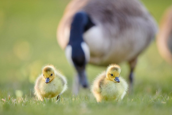 Zwei Küken einer Kanadagans auf einer Wiese mit einem erwachsenen Vogel im Hintergrund.