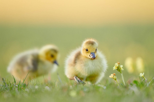 Zwei flauschige Kanadagans-Küken laufen über eine Frühlingswiese.
