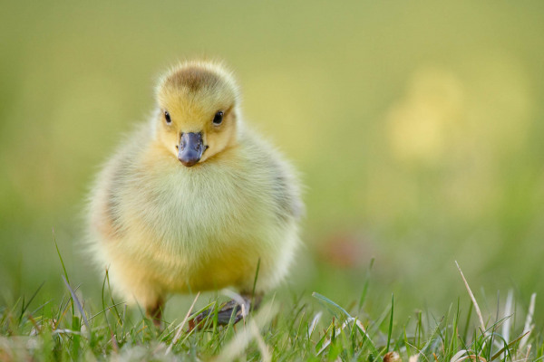 Ein Kanadagans-Jungtier steht im Gras und blickt nach vorn.