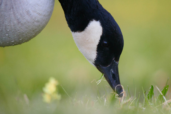 Kanadagans mit gesenktem Kopf sucht auf einer grünen Wiese nach Nahrung.