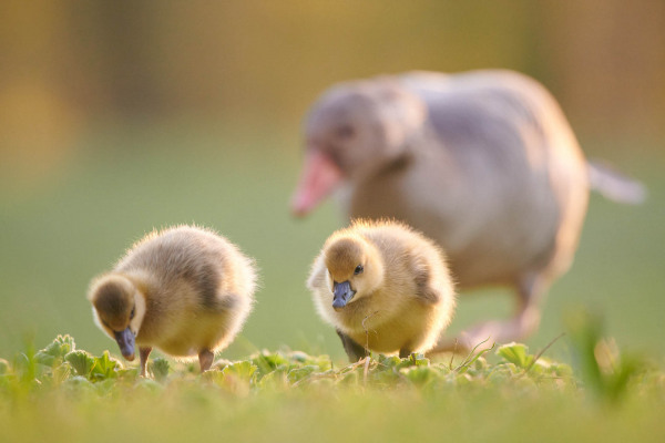 Zwei Graugansküken auf einer Wiese, im Hintergrund eine unscharfe erwachsene Graugans.