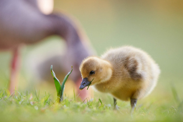 Ein Graugansküken sucht auf einer Wiese nach Nahrung.