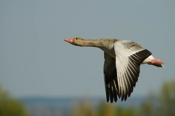 Graugans (Anser anser) fliegend vor unscharfem Hintergrund, seitliche Ansicht.