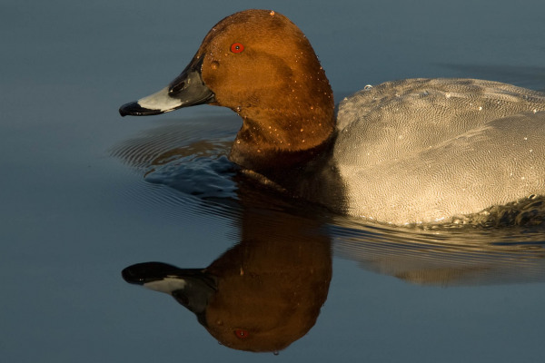 Männliche Tafelente mit kastanienbraunem Kopf und roten Augen auf Wasser gleitend