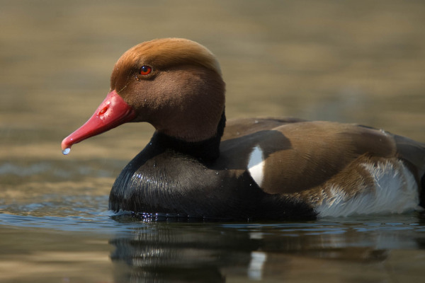 Männliche Kolbenente mit rotem Schnabel schwimmt auf ruhigem Wasser.