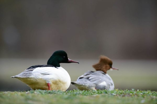 Ein Gänsesäger-Paar am Ufer eines Gewässers, das Männchen in schwarz-weiß, das Weibchen mit bräunlichem Kopf.