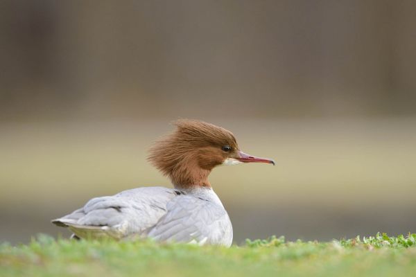 Ein Gänsesäger-Weibchen mit braunem Kopf ruht auf einer Wiese.