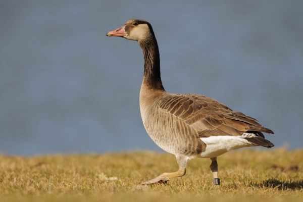 Kanadagans-Hybrid mit Ring auf einer grasbewachsenen Fläche