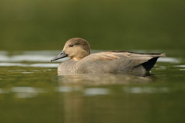 Eine Schnatterente schwimmt im ruhigen Wasser mit einem satten grünen Hintergrund.