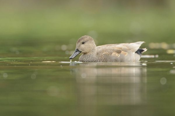 Schnatterente schwimmt auf einem ruhigen Gewässer.